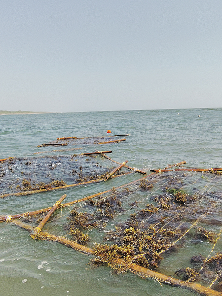 Seaweed Initiatives